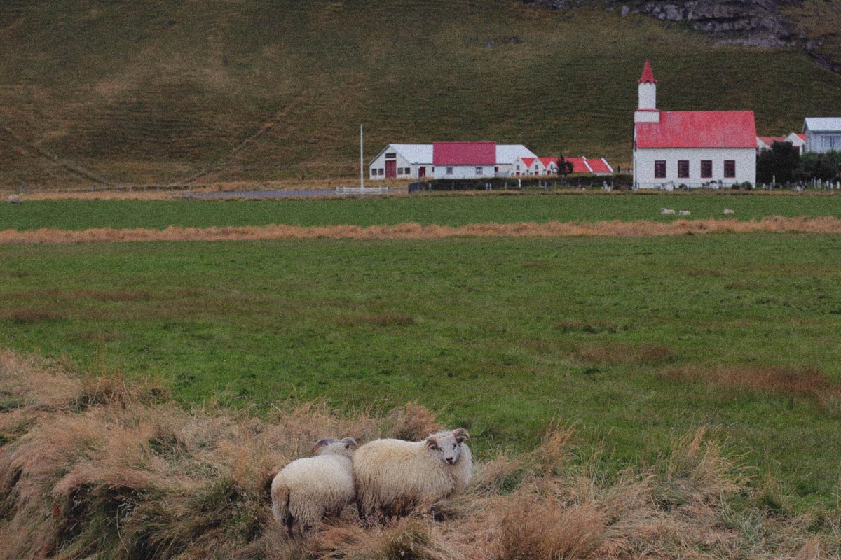 Sheep-Iceland