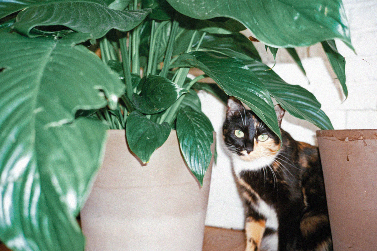 Lucy Plants