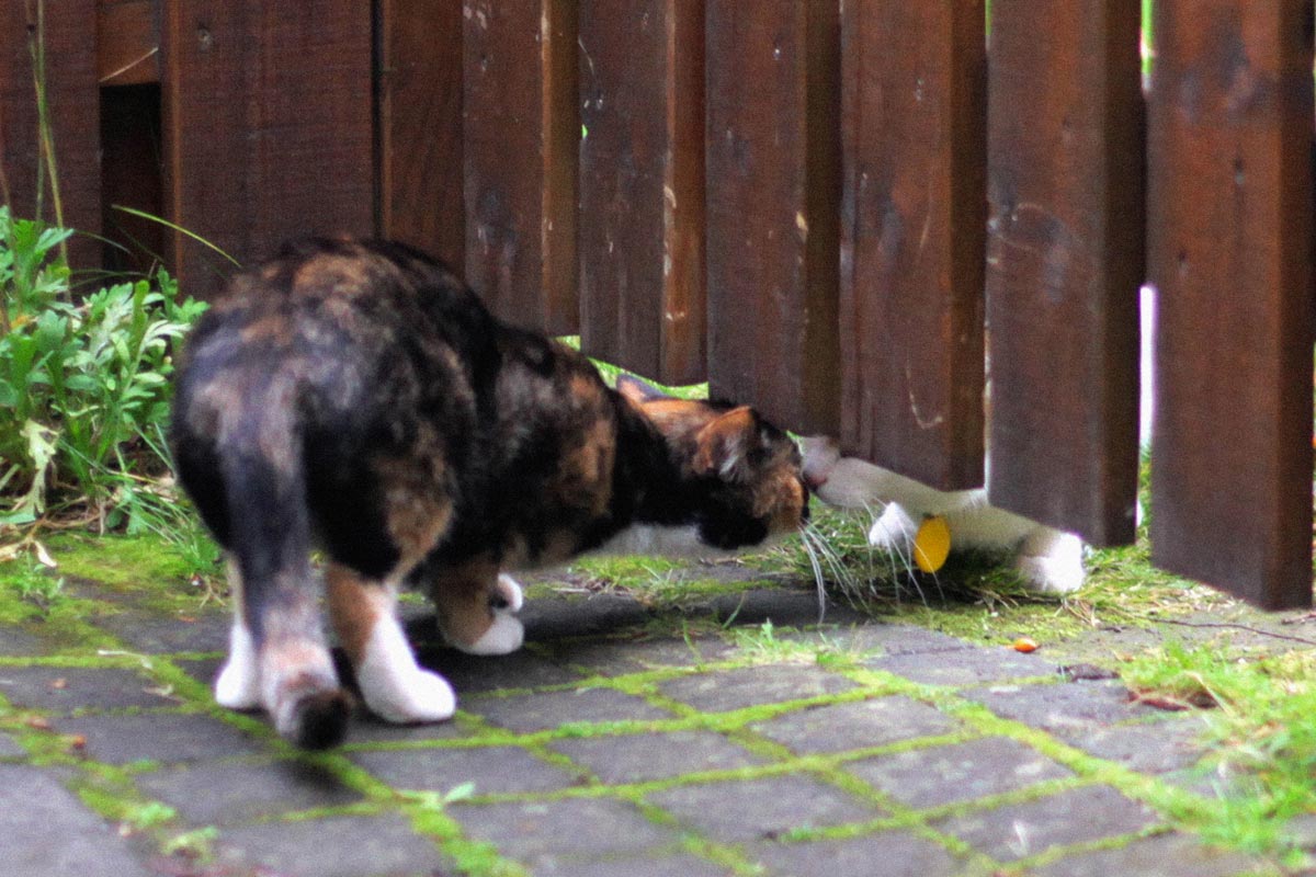 Cat-kiss
