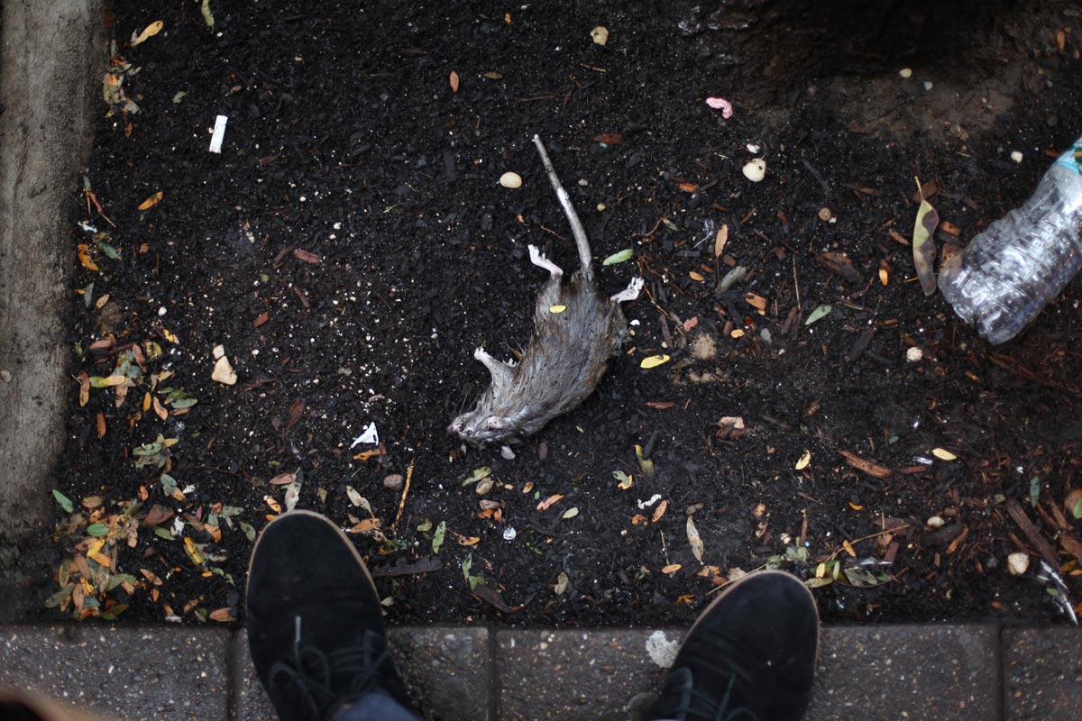 Dead-rat-Ilk