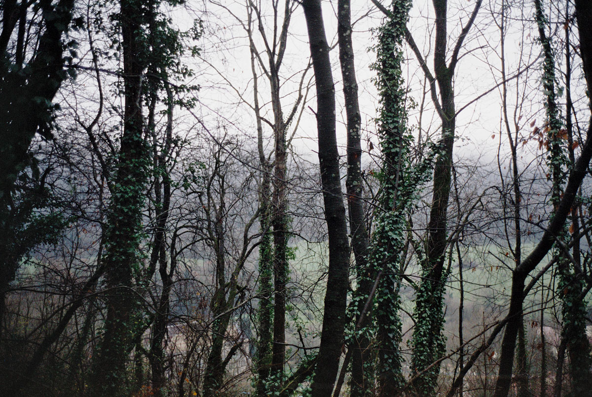 Forest Ilk Flottante