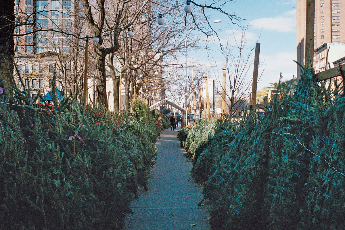 New York christmas firs street Ilk Flottante
