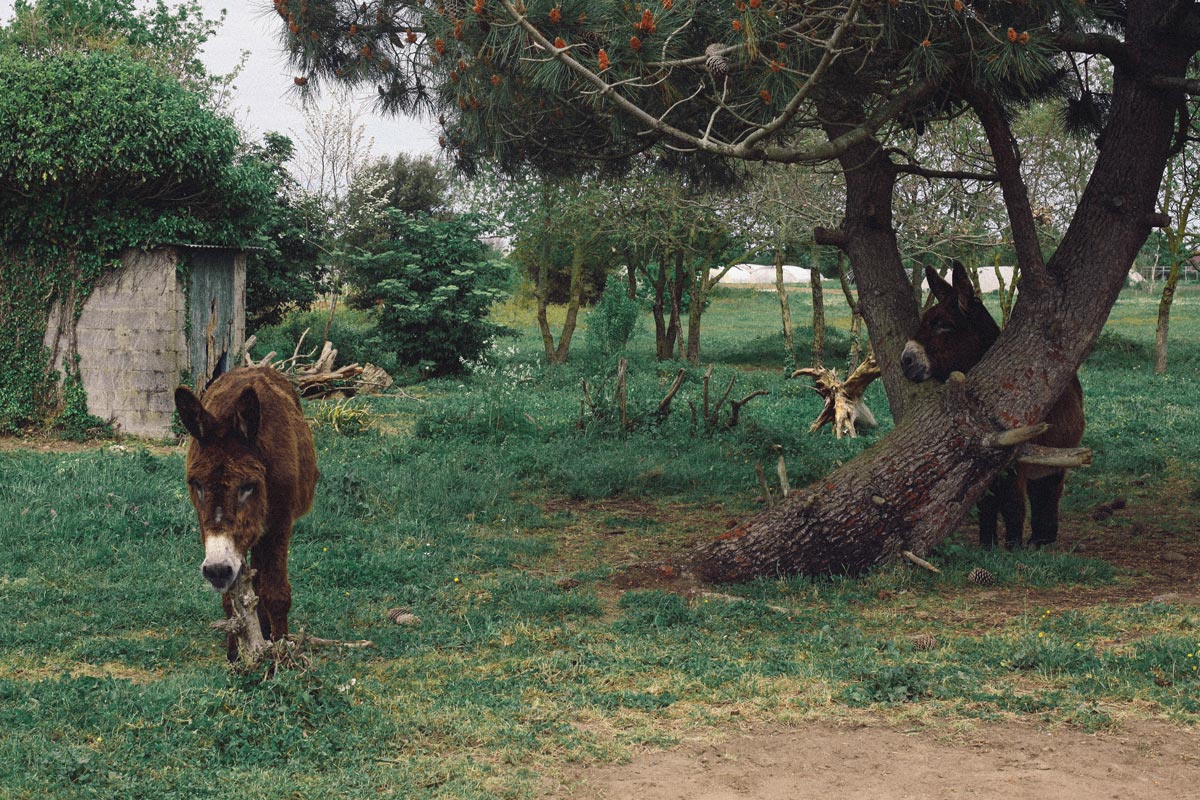 Ilk Oleron