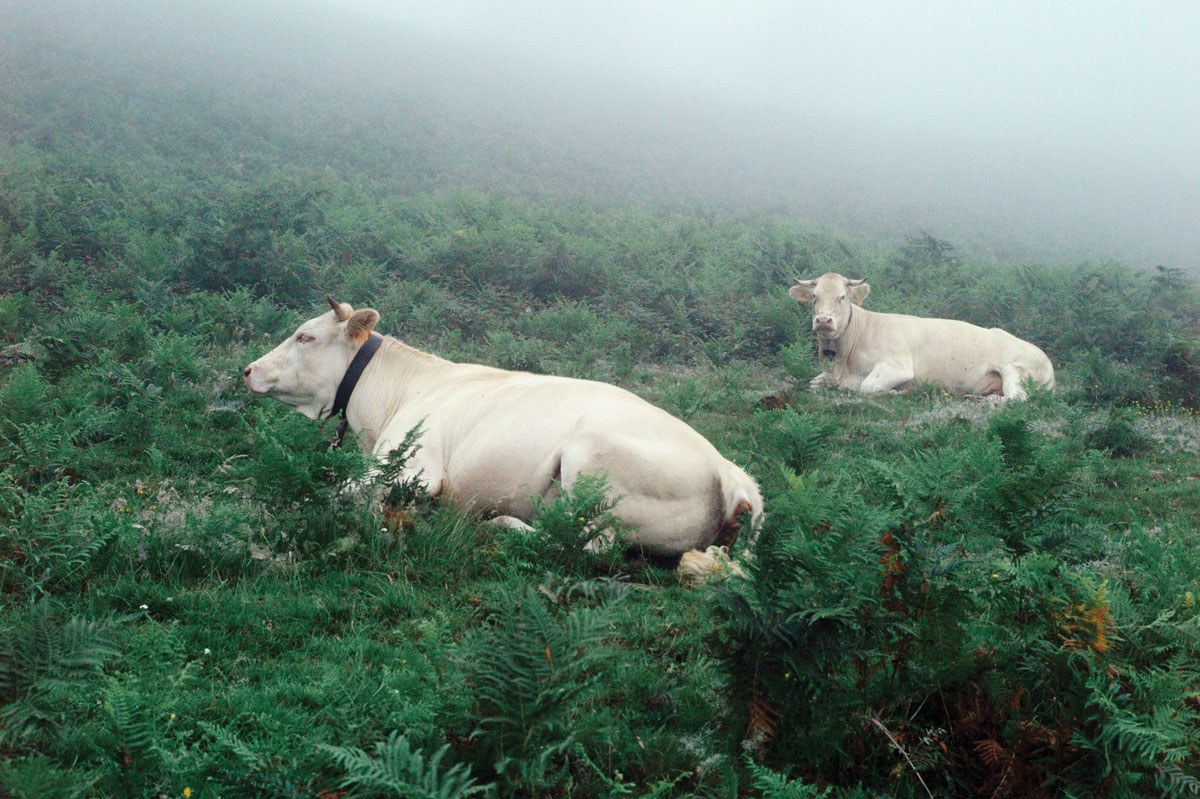 Pyrenees Ilk Flottante